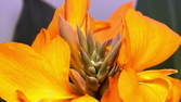 Zeitraffer - Blütenrohr 4K Zoom Shot Blüten
