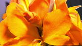 Zeitraffer - Blütenrohr 4K Close-Up Blüten