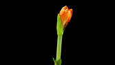 Zeitraffer - Amaryllis Blüten