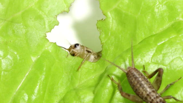 Grillen fressen Salat Makro