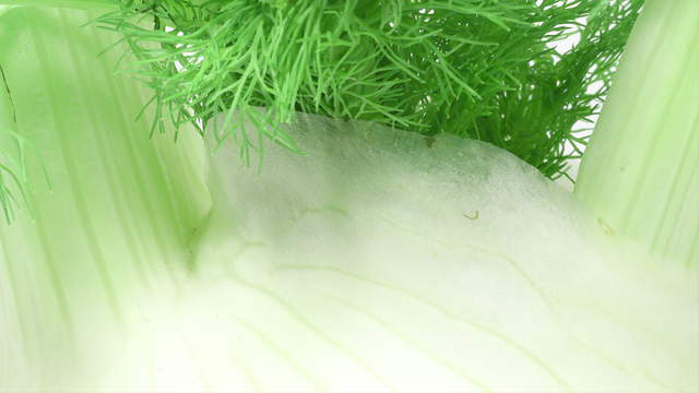 Fenchel Makro