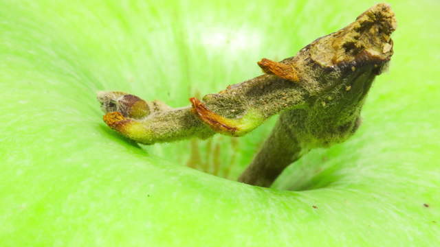 Grüner Apfel Makro